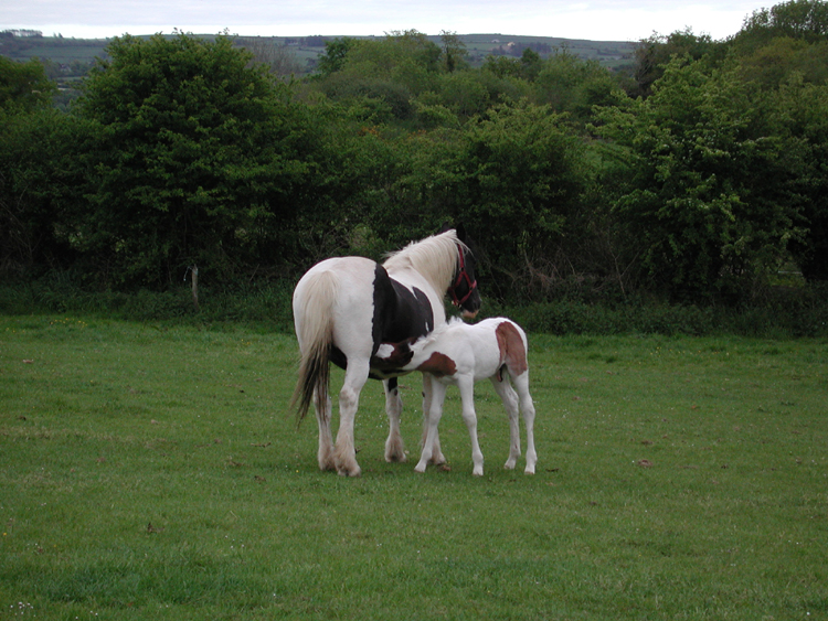 Mare and foal at Bradfield farm in Killowen.jpg 432.6K